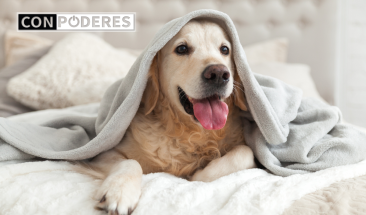 D&iacute;a Mundial del Perro: cinco cuidados imprescindibles para su bienestar