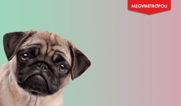 D&iacute;a Mundial del Perro: cinco cuidados imprescindibles para su bienestar