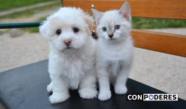 M&aacute;s de 120 mascotas recibieron atenci&oacute;n veterinaria en feria realizada en el parque Tradiciones