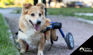 Ford lanza P-Raptor, una Silla 3D para perros con movilidad reducida