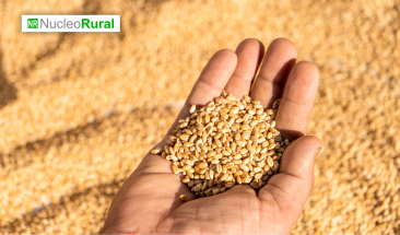 Futuro del trigo estadounidense en alza por ataques a puertos ucranianos