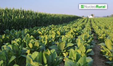 Cosechas m&aacute;s sostenibles gracias al nuevo m&eacute;todo &ldquo;Push-pull&rdquo;