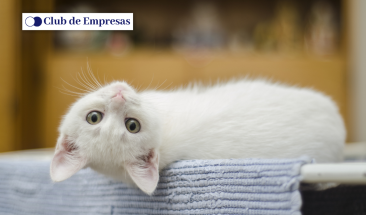 D&iacute;a Internacional del Gato: cuatro enfermedades que pueden afectar a tu mascota