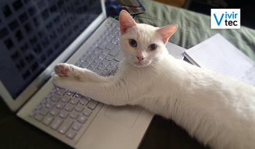 D&iacute;a Internacional del Gato: cuatro enfermedades que pueden afectar a tu mascota