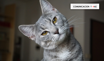 D&iacute;a Internacional del Gato: cuatro enfermedades que pueden afectar a tu mascota
