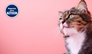 D&iacute;a Internacional del Gato: cuatro enfermedades que pueden afectar a tu mascota