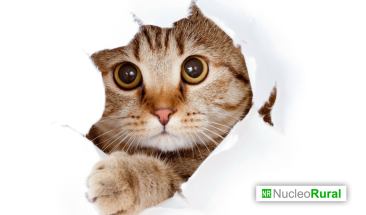 D&iacute;a Internacional del Gato: cuatro enfermedades que pueden afectar a tu mascota