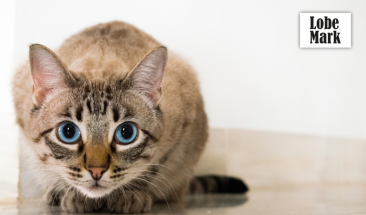 D&iacute;a Internacional del Gato: cuatro enfermedades que pueden afectar a tu mascota