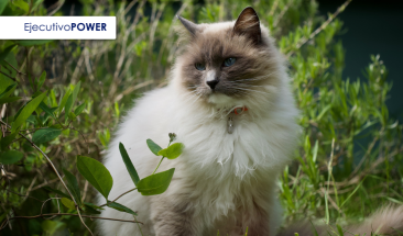 D&iacute;a Internacional del Gato: cuatro enfermedades que pueden afectar a tu mascota