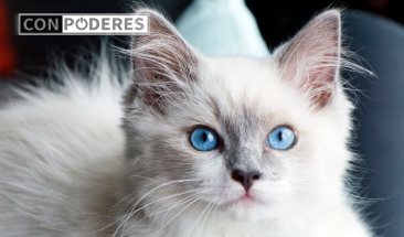 D&iacute;a Internacional del Gato: cuatro enfermedades que pueden afectar a tu mascota