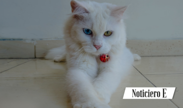 D&iacute;a Internacional del Gato: cuatro enfermedades que pueden afectar a tu mascota