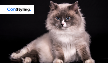 D&iacute;a Internacional del Gato: cuatro enfermedades que pueden afectar a tu mascota