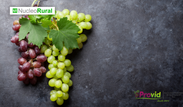 PROVID anuncia el primer Congreso internacional de la uva de mesa