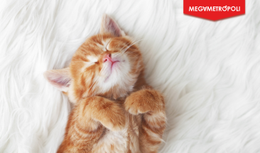 Celebra a tu gato en su d&iacute;a y todo el mes con estas recomendaciones