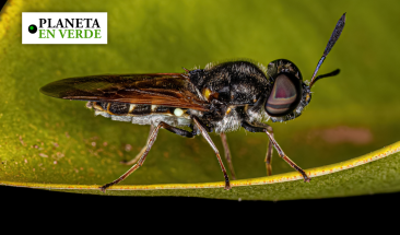 Econom&iacute;a circular: cient&iacute;ficos peruanos usan larvas de mosca soldado negra a fin de generar alimentos para otros animales