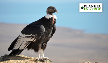 Apur&iacute;mac: SERFOR rescata a c&oacute;ndor exhibido en desfile de Fiestas Patrias