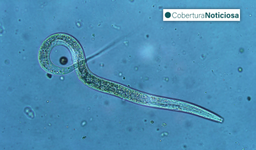 Cient&iacute;ficos reviven gusanos congelados de hace 46,000 a&ntilde;os