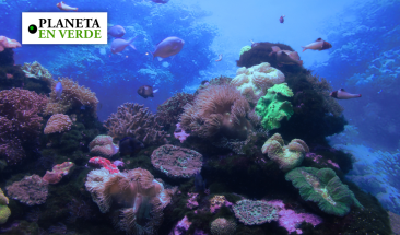 Arrecifes de coral: en peligro por culpa del calentamiento global