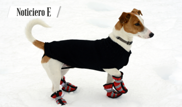 Protege las patas de tu amigo fiel: &iquest;Zapatos para perros necesarios, o da&ntilde;inos?