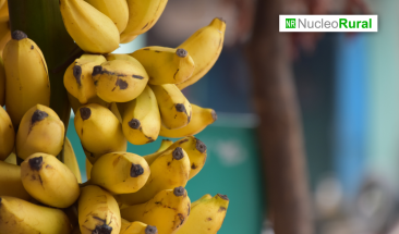 Bananeros colombianos buscan controlar la plaga FocR4T