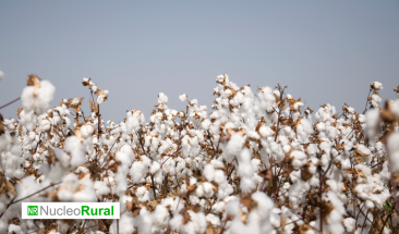 Autorizan el uso de Tidiazuron como defoliante en cultivo de algod&oacute;n en UE