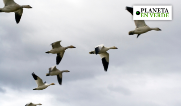 &iquest;C&oacute;mo afecta el cambio clim&aacute;tico a las aves?