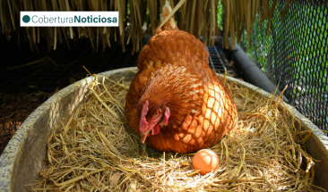 En Per&uacute;: lanzan la primera campa&ntilde;a de Gallinas Libres "No es un huevo, es un HUEVO" para generar conciencia sobre la crueldad animal