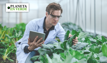 Cient&iacute;ficos descubren c&oacute;mo combatir algunas enfermedades virales en plantas