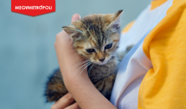 Miraflores invita al Gato Fest Kennedy que promover&aacute; adopciones de &lsquo;michis&rsquo; y presentar&aacute; sorpresas para catlovers