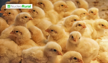 Buscan evitar el sacrificio de pollitos machos en la industria av&iacute;cola