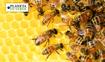 El declive de las abejas, &iquest;C&oacute;mo podemos ayudarlas?