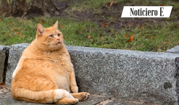 Obesidad felina &iquest;C&oacute;mo detectarla y evitar sus consecuencias?