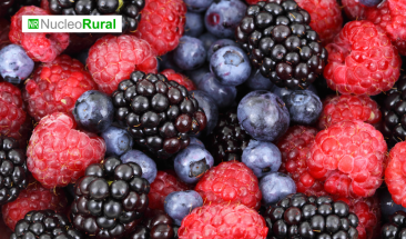 M&eacute;xico: uno de los mayores exportadores de berries.