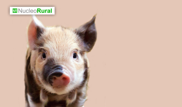 Vacunaci&oacute;n sin aguja: innovadora tecnolog&iacute;a para impulsar la salud y productividad del sector porcino