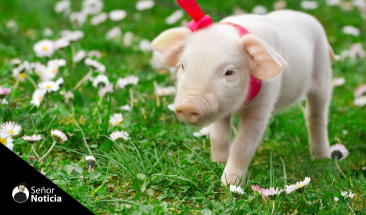 Vacunaci&oacute;n sin aguja: innovadora tecnolog&iacute;a para impulsar la salud y productividad del sector porcino