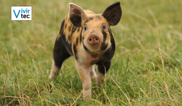 Vacunaci&oacute;n sin aguja: innovadora tecnolog&iacute;a para impulsar la salud y productividad del sector porcino
