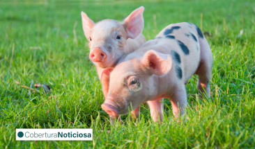 Vacunaci&oacute;n sin aguja: innovadora tecnolog&iacute;a para impulsar la salud y productividad del sector porcino