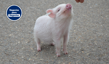 Vacunaci&oacute;n sin aguja: innovadora tecnolog&iacute;a para impulsar la salud y productividad del sector porcino