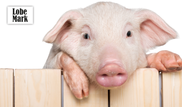 Vacunaci&oacute;n sin aguja: innovadora tecnolog&iacute;a para impulsar la salud y productividad del sector porcino