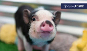 Vacunaci&oacute;n sin aguja: innovadora tecnolog&iacute;a para impulsar la salud y productividad del sector porcino