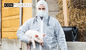 Vacunaci&oacute;n sin aguja: innovadora tecnolog&iacute;a para impulsar la salud y productividad del sector porcino