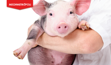 Vacunaci&oacute;n sin aguja: innovadora tecnolog&iacute;a para impulsar la salud y productividad del sector porcino