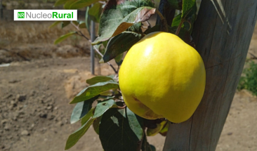 Expo Chile Agr&iacute;cola 2023: Paltos con poca agua, un robot que poliniza flores y m&aacute;s destacados