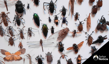 Insectos se vuelven m&aacute;s resistentes ante cambio clim&aacute;tico