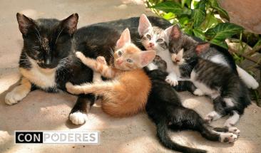 Esterilizaci&oacute;n en gatos: todo lo que debes saber
