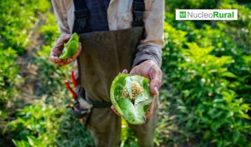 La FAO busca promover la ganader&iacute;a sostenible en Am&eacute;rica Latina y el Caribe