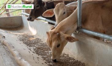 Probi&oacute;ticos: la alternativa ante el peligro del uso de antibi&oacute;ticos en la cr&iacute;a de animales