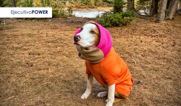 Cuidemos a nuestras mascotas en invierno