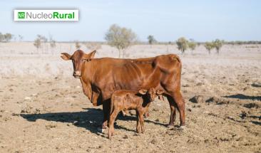 Crisis h&iacute;drica arrasa con ganader&iacute;a argentina