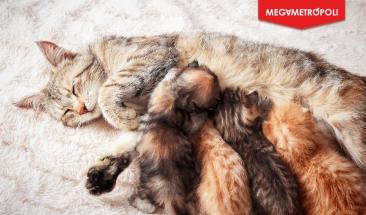 &iquest;Qu&eacute; cuidados necesita mi gato acorde a su edad?